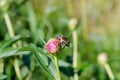 Big beetle sits quietly on peony bud crawls