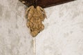 Big Beige Frog in the Shower