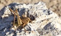 Big-Bellied Glandular Bush-Cricket on Rock