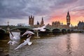 Big Ben With The Westminster Abbey And Flying Seagulls