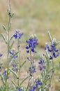 Big bend bluebonnets