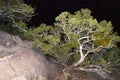 Conifer growing on stone rocks in the mountains in Big Bend National Park in Texas. Royalty Free Stock Photo