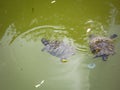 Big Bend slider turtle close up Royalty Free Stock Photo