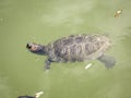 Big Bend slider turtle close up Royalty Free Stock Photo