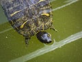 Big Bend slider turtle close up Royalty Free Stock Photo