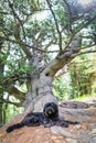 Big Bergamo shepherd dog under an ancient stone pine tree