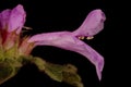 Big Betony (Betonica macrantha). Flower Closeup