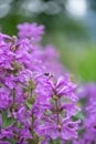 Big betony, Betonica macrantham, close-up flowers with bumblebee