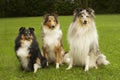 Big, Bigger, Biggest of Small Shelties Royalty Free Stock Photo