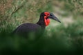 Big bill bird from Africa. Southern ground-hornbill, Bucorvus leadbeateri, largest hornbill in the world. Black bird with red face