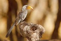 Big bill bird from Africa. Southern Yellow-billed Hornbill, Tockus leucomelas, portrait of grey and black bird with big yellow bil Royalty Free Stock Photo