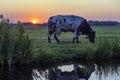A big-billed cow grazes along a ditch at the Meerpolder in Zoetermeer as the sun sets in the background