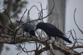 Big-billed crows (Corvus macrorhynchos) perched on a tree Royalty Free Stock Photo