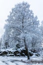 Big birch tree covered in snow. Beautiful winter day at Odderoya in Kristiansand, Norway Royalty Free Stock Photo