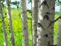 Big Birch Tree Trunk and Blurred Smaller Trunks and a Grassy Hillside on a Sunny Summer Day Royalty Free Stock Photo