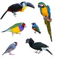 Big Bird Collection