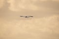 Big bird flying over the Florida Everglades Royalty Free Stock Photo