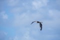 Big bird flying over the Florida Everglades Royalty Free Stock Photo