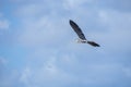 Big bird flying over the Florida Everglades Royalty Free Stock Photo