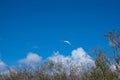 Big bird flying over the Florida Everglades Royalty Free Stock Photo