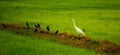 Local white bird and Mynas birds living in the organic rice field in countryside of Thailand. Royalty Free Stock Photo