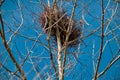 A big bird nest standing on dried and withered tree Royalty Free Stock Photo