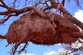 Big bird Nest in Tree in Namibia Africa Royalty Free Stock Photo