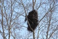 Big bird nest on a tree / Season of spring /