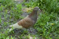 Big bird pigeon on green grass looking for food Royalty Free Stock Photo