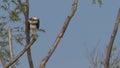 Big bird of prey Osprey Pandion haliaetus sitting high in dead tree shitting in slow motion