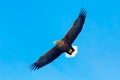 Big bird of prey on the sky. White-tailed eagle, Haliaeetus albicilla, big bird of prey on thy dark blue sky, with white tail,