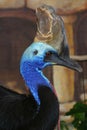 Big Bird Profile Royalty Free Stock Photo