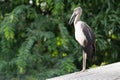 Big bird on top roof Royalty Free Stock Photo