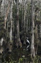 Big bird between the trees, Everglades, Florida USA Royalty Free Stock Photo