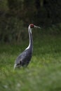 Big bird White-naped Crane, Grus vipio, with red head, China