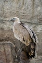 Big bird in zoo Royalty Free Stock Photo