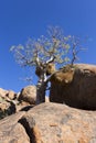 Big birds nest on a tree Royalty Free Stock Photo