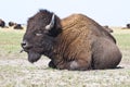 Big bison in the steppe Royalty Free Stock Photo