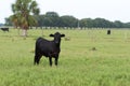 Big Black Aberdeen Angus cow Royalty Free Stock Photo