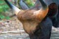 Big black adult bull with big beautiful horn lowering head to feeding grass