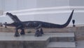 The big black alligator in the temple