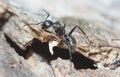 big black ant close-up shot Royalty Free Stock Photo