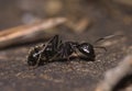 Big black ant crawling Royalty Free Stock Photo
