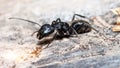 big black ant on a dry log Royalty Free Stock Photo