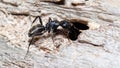 big black ant on a dry log Royalty Free Stock Photo