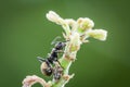A big black ant on the shoots of a plant