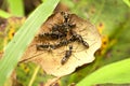 Big black ants protecting eggs Royalty Free Stock Photo