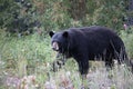 Big Black Bear Strolling Royalty Free Stock Photo