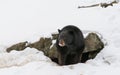 Big Black Bear Welcomes Spring Royalty Free Stock Photo
