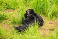 Black Bears Gambol on Grass in Zoo